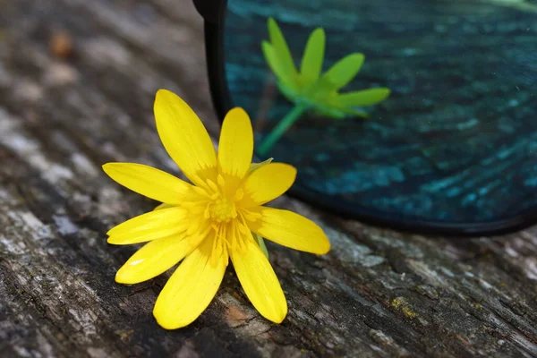 Ficaria Verna Fleur Jaune Orseje Avec Reflet Dans Les Lunettes — Photo