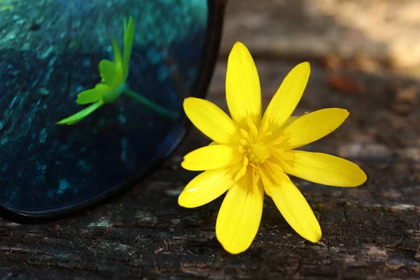 Ficaria Verna Yellow Orseje Flower Reflection Glasses — ストック写真