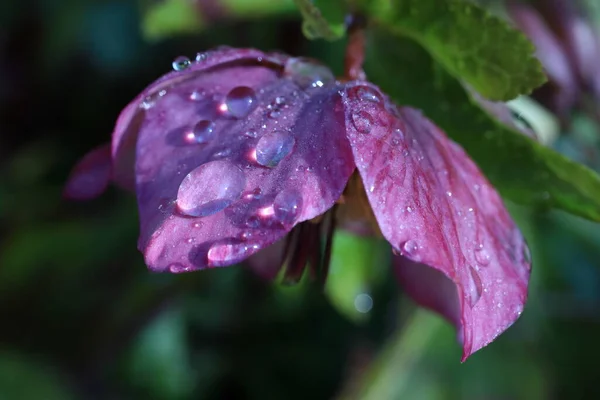 Helleborus Purple Flower Covered Raindrops Pink Spring Flower — Stock Photo, Image