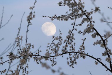 Prunus domestica, Mirabelka çiçekleri, mavi gökyüzü ve arka planda yükselen ay