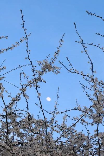 Prunus Domestica Λουλούδια Mirabelka Μπλε Ουρανός Και Ανερχόμενο Φεγγάρι Στο — Φωτογραφία Αρχείου