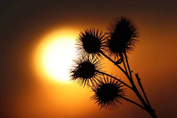 Flowers Dead Thistle Backlight Setting Sun — 스톡 사진