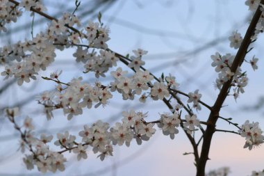 Prunus domestica, Mirabelka çiçekleri, mavi gökyüzü ve arka planda yükselen ay