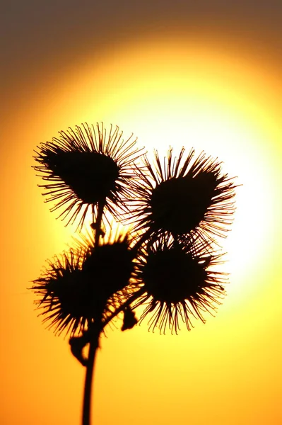 Bloemen Van Dode Distel Achtergrondverlichting Van Ondergaande Zon — Stockfoto