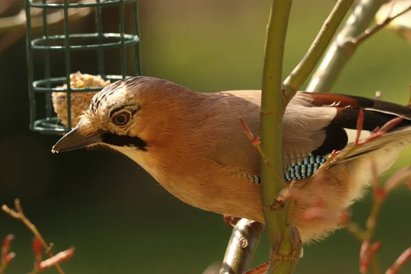 Garrulus Glandarius Kolorowy Ptak Niebieskimi Piórami — Zdjęcie stockowe