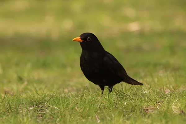 Turdus Merula Portrait Black Bird Green Lawn — Stockfoto