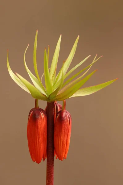 Fritillaria Imperialis Beautiful Tall Richly Flowering Bulbous Perennial Plant Orange — Stock Photo, Image