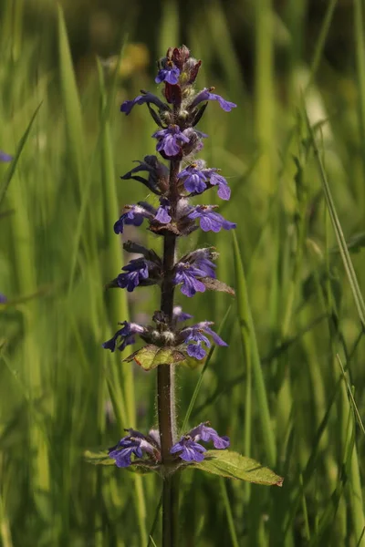 Ajuga Reptans Erba Medicinale Viola Scuro Cresce Prato — Foto Stock