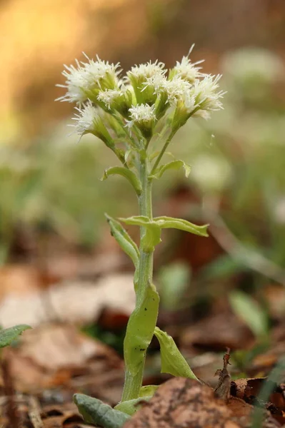 Petaziták Hibridusz Egy Gyógynövény Tavaszi Gyógynövény Egy Fehér Virág Erdőben — Stock Fotó