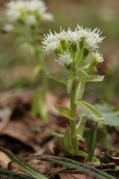 Petaziták Hibridusz Egy Gyógynövény Tavaszi Gyógynövény Egy Fehér Virág Erdőben — Stock Fotó