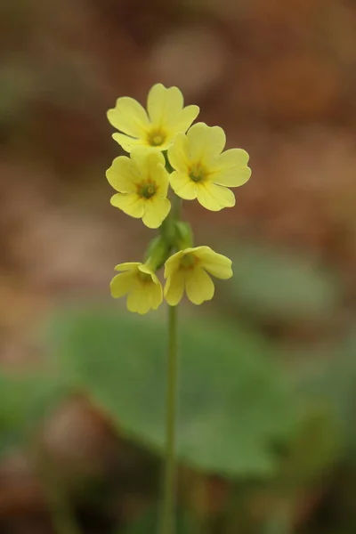 Primula Veris Spring Primrose Smaller Perennial Herb Primrose Family Yellow — Stock Photo, Image