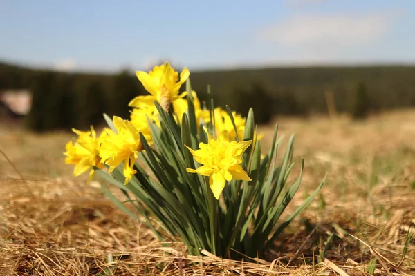 Narcissus pseudonarcissus, uzun ömürlü bir bitki, yer altı ampulleri, çayırlarda yetişen nergisler.