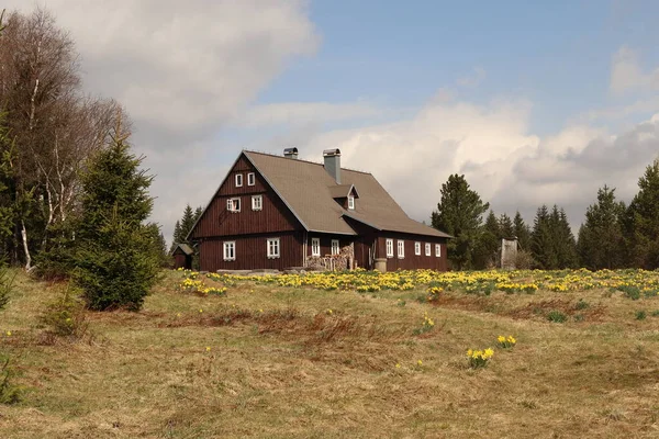 Narcisos Selvagens Natureza Prado Pontilhado Com Flores Amarelas Hnojov Cottage — Fotografia de Stock