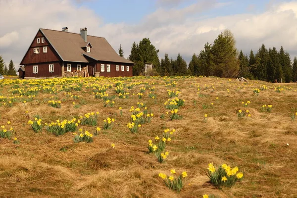 Narcisos Selvagens Natureza Prado Pontilhado Com Flores Amarelas Hnojov Cottage — Fotografia de Stock