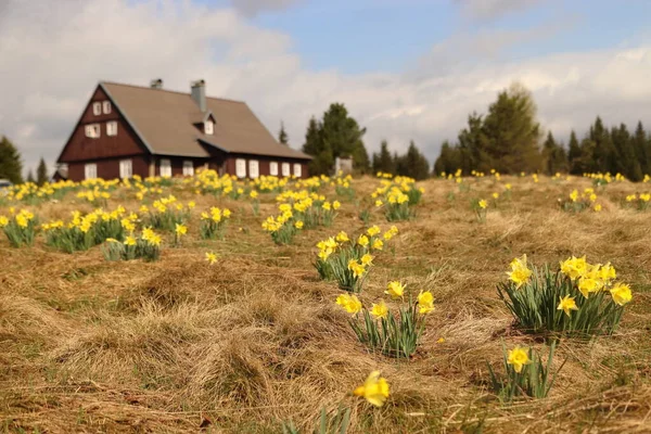 Narcisos Selvagens Natureza Prado Pontilhado Com Flores Amarelas Hnojov Cottage — Fotografia de Stock
