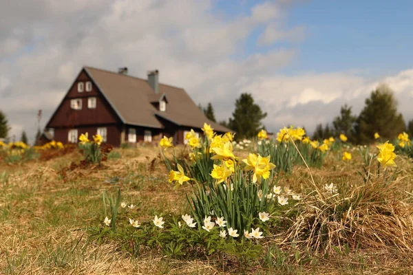 Narcisos Selvagens Natureza Prado Pontilhado Com Flores Amarelas Hnojov Cottage — Fotografia de Stock