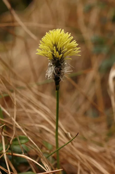 Eriophorum Vaginatum Yellow Dry Flower Close Plant Growing Peat Bogs — Stock Photo, Image