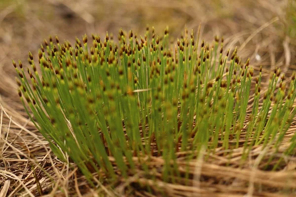 Trichophorum Alpinum Espèces Hautement Menacées Spécialement Protégées Poussant Sur Les — Photo