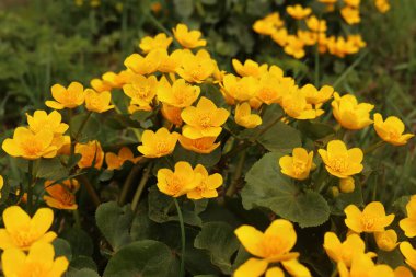Düğünçiçeği (Ranunculaceae) familyasından bir bitki olan Caltha palustris, ovalardan dağlara kadar sulak habitatlarda yetişir..
