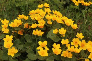 Düğünçiçeği (Ranunculaceae) familyasından bir bitki olan Caltha palustris, ovalardan dağlara kadar sulak habitatlarda yetişir..