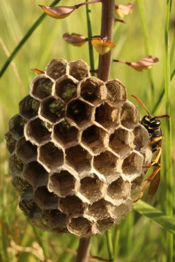 Vespula vulgaris, bir eşek arısı çimenlerde yuva yapar.