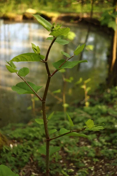 Reynoutria Japonica Παρεμβατικό Ζιζάνιο Ψηλός Θάμνος Ταχέως Αναπτυσσόμενο Βότανο Πτερόσαυρος — Φωτογραφία Αρχείου