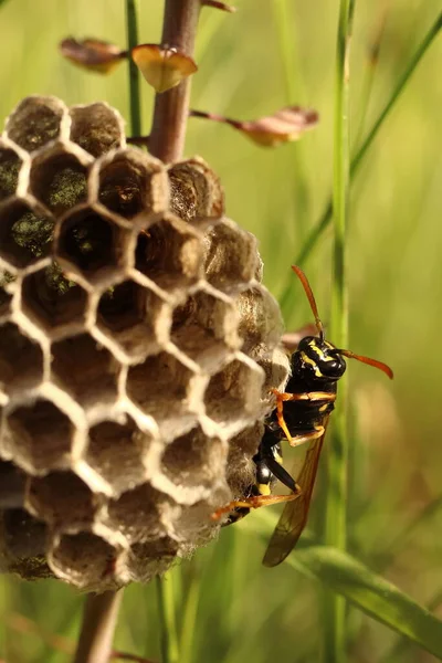 Vespula Vulgaris Une Guêpe Construit Nid Dans Herbe — Photo