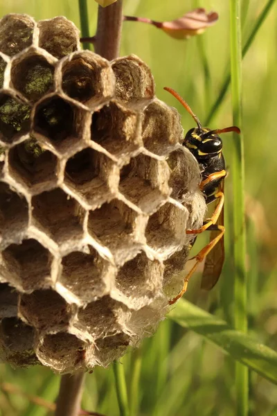 Vespula vulgaris, a wasp builds a nest in the grass