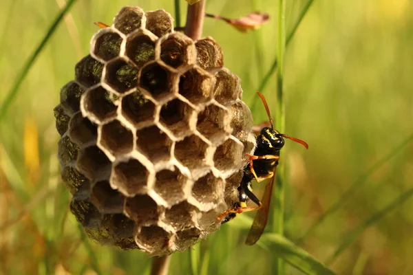 Vespula vulgaris, bir eşek arısı çimenlerde yuva yapar.