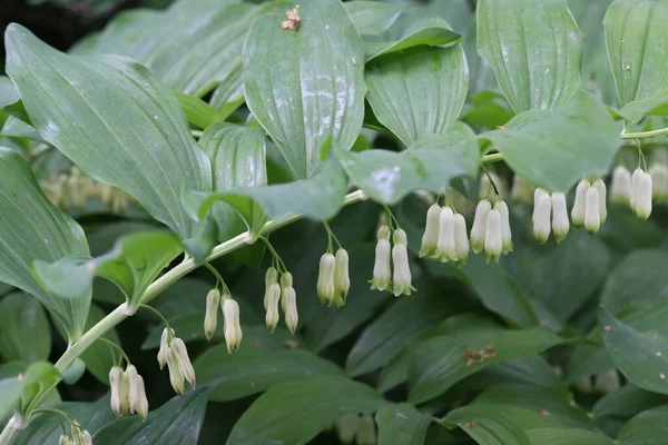 Polygonatum multiflorum. Beyaz çiçekli uzun ömürlü orman bitkisi.