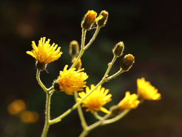 Hieracium Umbellatum Žlutá Trvalá Luční Bylina — Stock fotografie