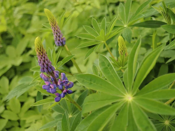 多年生の野生植物ルピナスは 牧草地で成長します — ストック写真