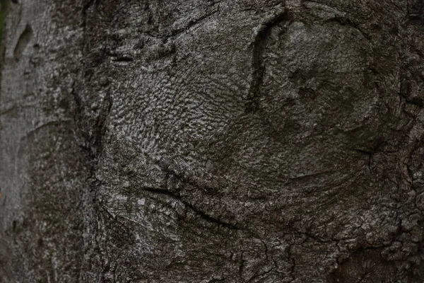 Επιφάνεια Του Δέντρου Που Μοιάζει Πρόσωπο Φλοιός Ενός Δέντρου — Φωτογραφία Αρχείου