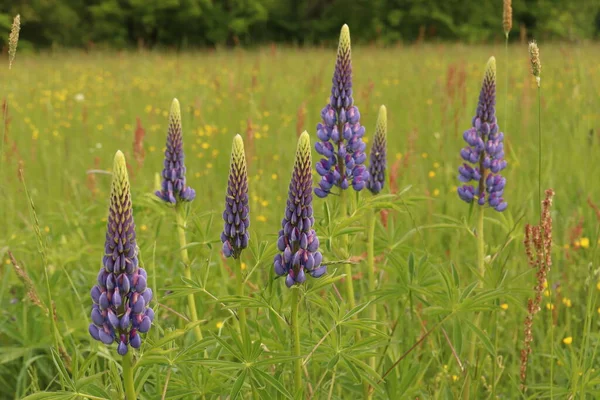 Lupinus Perenn Vildväxande Lupinväxt Växer Ängar — Stockfoto