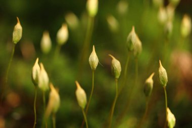 Polytrichastrum formosum, ormandaki yosun, sapından çıkan çiçek.