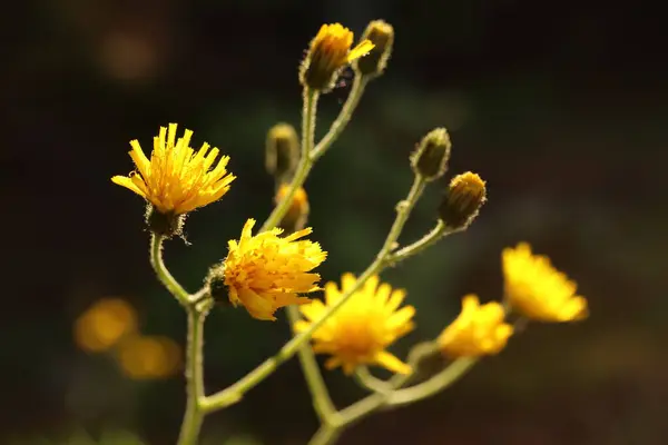 Žluté Květy Černém Pozadí — Stock fotografie