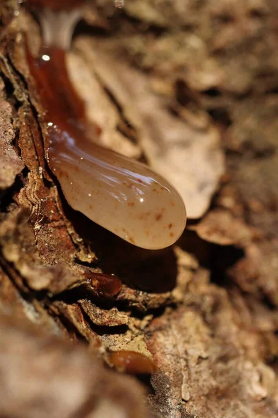 Goutte Résine Sur Tronc Arbre — Photo