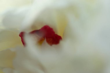 Peeonia, beyaz çiçeklerden yaratılan arka plan, beyaz arka plan, kadınsı ve hassas