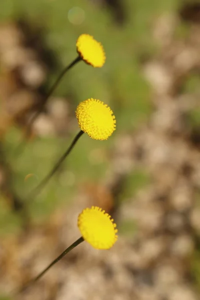 Cotula Hispida Muschio Con Fiore Giallo Giardino Roccioso Primo Piano — Foto Stock