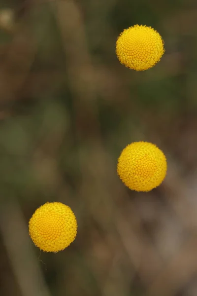 Cotula Hispida Moss Yellow Flower Rock Garden Close Flowers — Stock Photo, Image