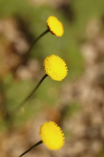 Cotula Hispida Mech Żółtym Kwiatem Ogród Skalny Zbliżenie Kwiatów — Zdjęcie stockowe