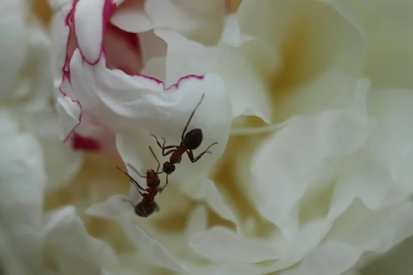 Formigas Uma Flor Peônia Branca — Fotografia de Stock