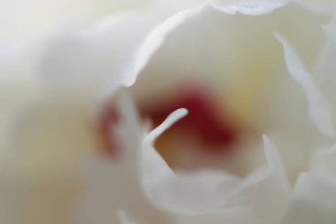 Peeonia, beyaz çiçeklerden yaratılan arka plan, beyaz arka plan, kadınsı ve hassas