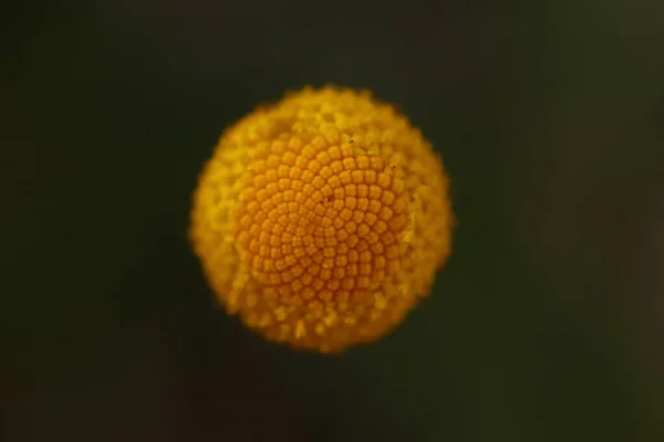 Pamuk hispida, sarı çiçekli yosun, kaya bahçesi, gri arka planda çiçeklerin yakın çekimi.