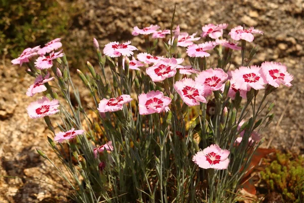 Dianthus alwoodii, karanfil, pembe kayalıklar üzerinde daimi bitki.