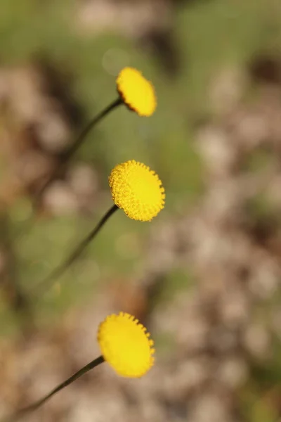 Pamuk hispida, sarı çiçekli yosun, kaya bahçesi, gri arka planda çiçeklerin yakın çekimi.