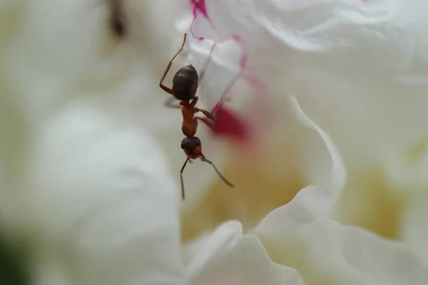 Formigas Uma Flor Peônia Branca — Fotografia de Stock