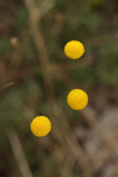 Cotula Hispida Musgo Con Flor Amarilla Jardín Rocas Primer Plano — Foto de Stock