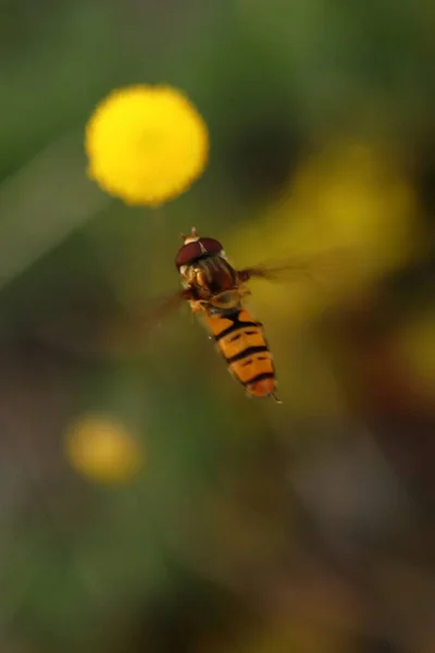 Syrphidae Schwebfliegeninsekten Die Von Blume Blume Fliegen Gelbe Blüten Frühlingshintergrund — Stockfoto
