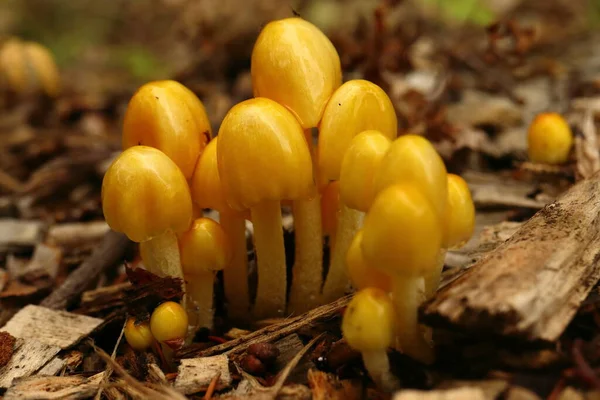 Pequenas Esponjas Amarelas Grupo — Fotografia de Stock